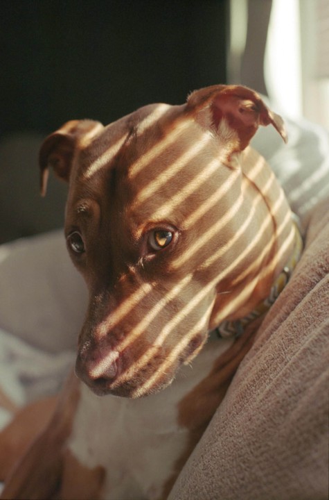 A brown and white dog with shadows from window blinds across its face looks towards the viewer.