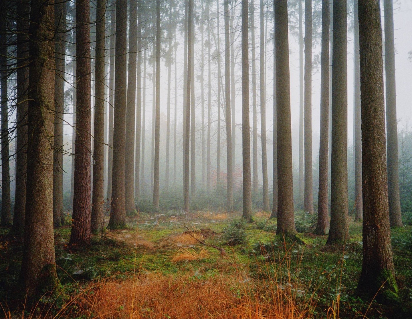 A dense forest with tall trees is shrouded in fog, with green moss and brown foliage covering the ground.