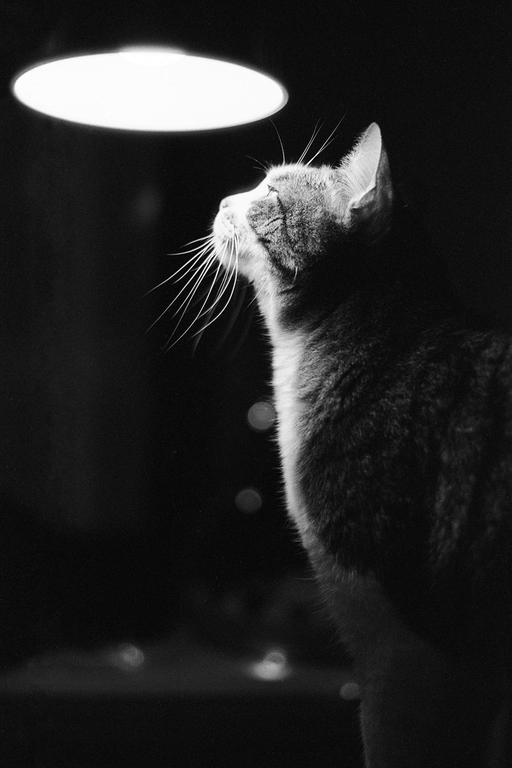 A cat stands under a bright light, looking up with its whiskers prominent.