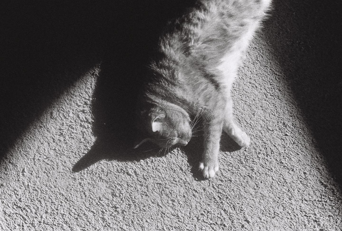 A cat is lying on a carpet, partially illuminated by a beam of sunlight.