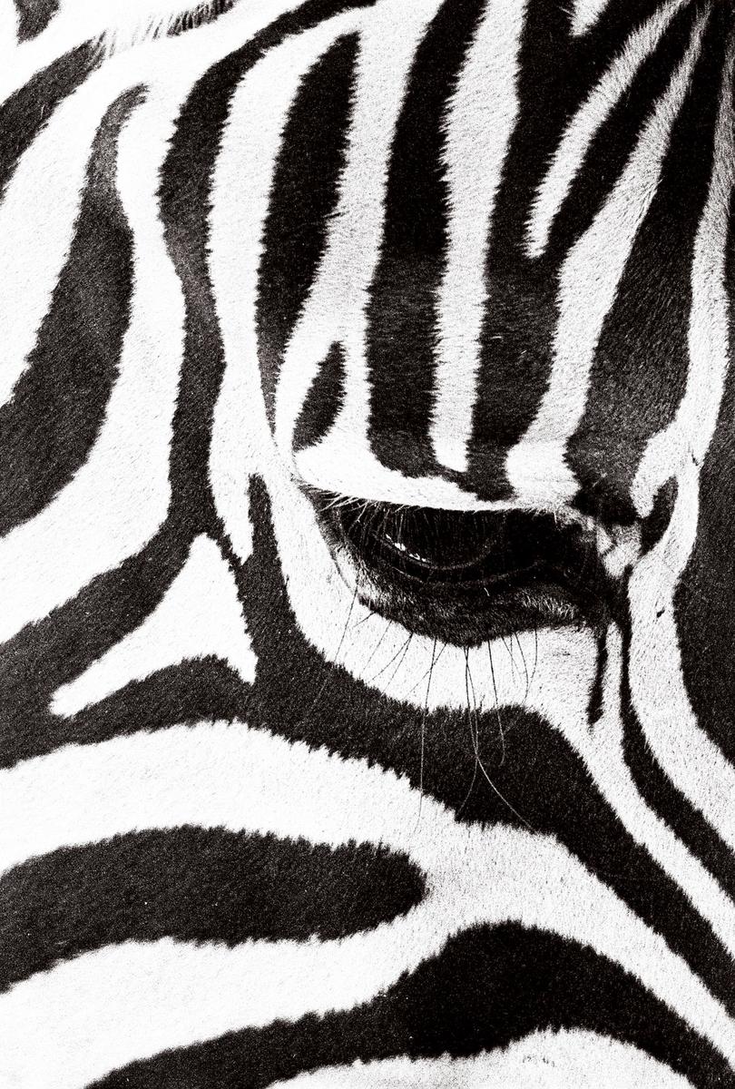 A close-up shows the eye and striped fur of a zebra.