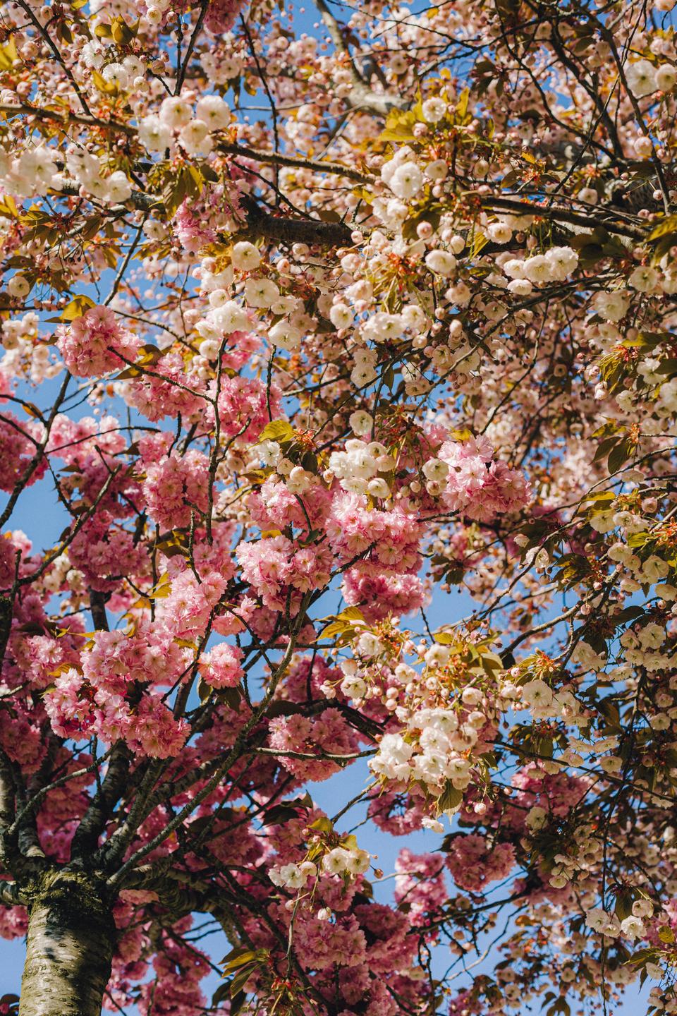 A tree with pink and white blossoms is set against a clear blue sky.