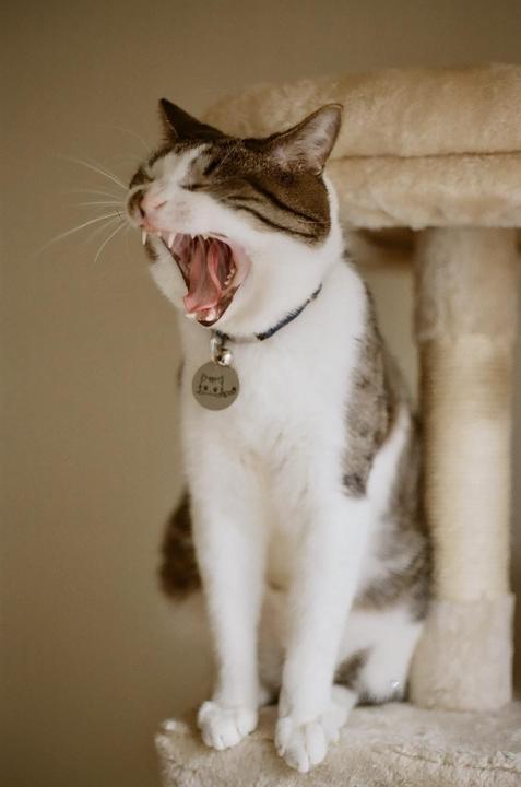 A white and brown cat with a collar and tag yawns widely while sitting on a cat tree.