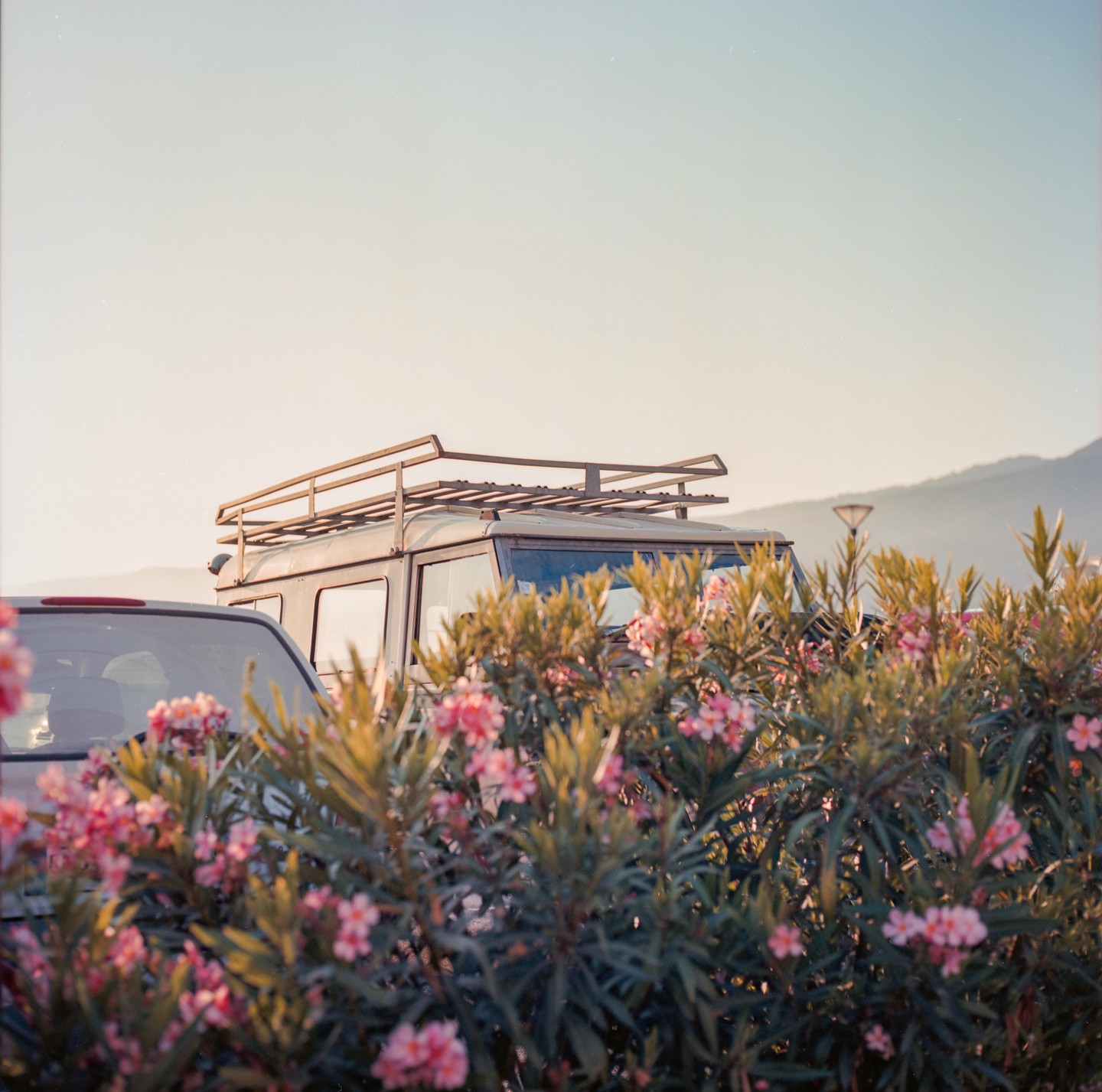 A Land Rover is parked behind a flowering bush with a mountain in the background.