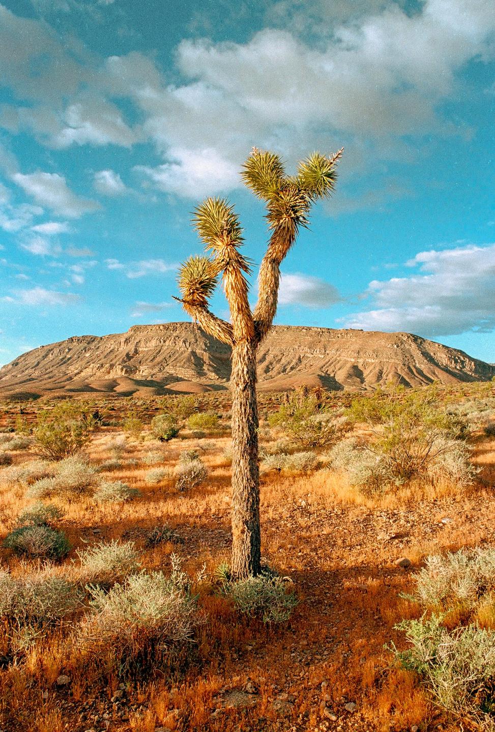 A joshua tree stands in a desert landscape with mountains in the background under a blue sky with clouds.