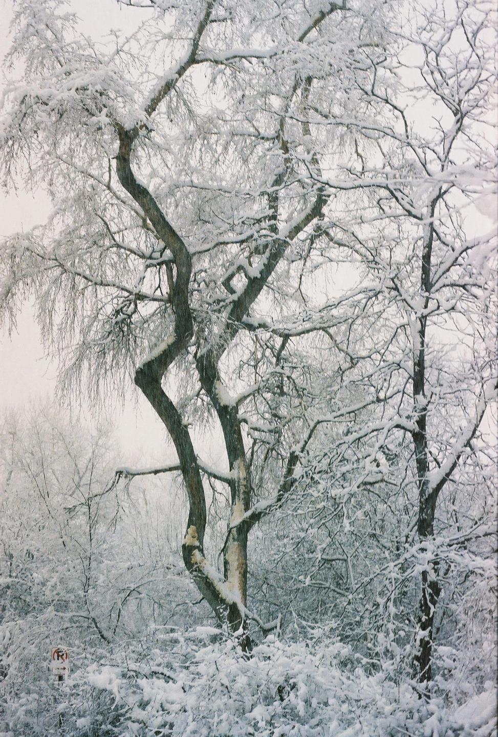 Snow covers the branches of several trees and the ground in a winter landscape.