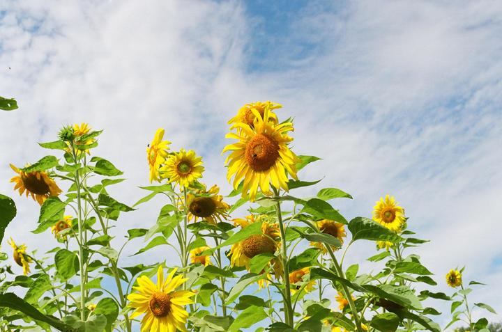A field of sunflowers stands tall against a bright blue sky with wispy clouds.
