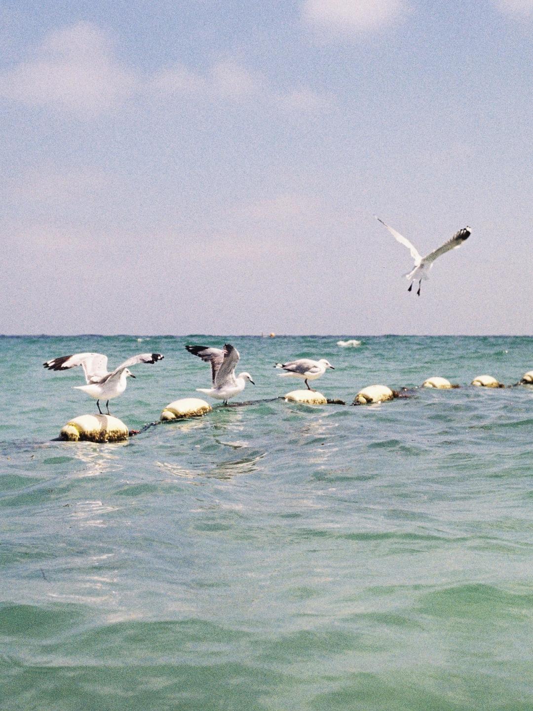 Several seagulls are perched on buoys in the ocean, with one seagull flying above the water.