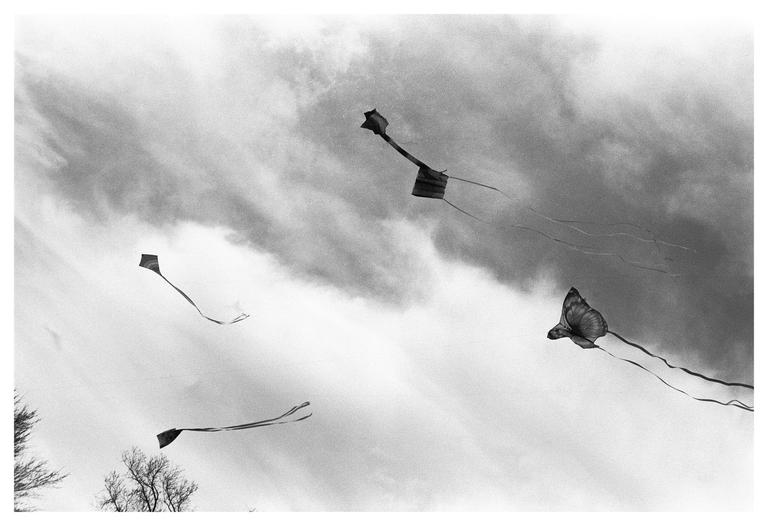 Four kites fly against a cloudy sky, with bare tree branches visible in the lower left.