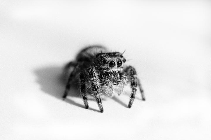 A jumping spider is captured in a close-up, showing its hairy body and large eyes.