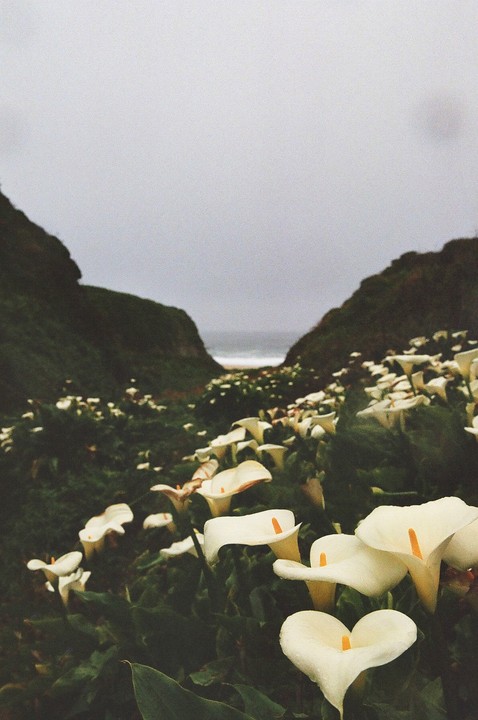 A field of white calla lilies grows between two hills leading to a beach with an overcast sky.
