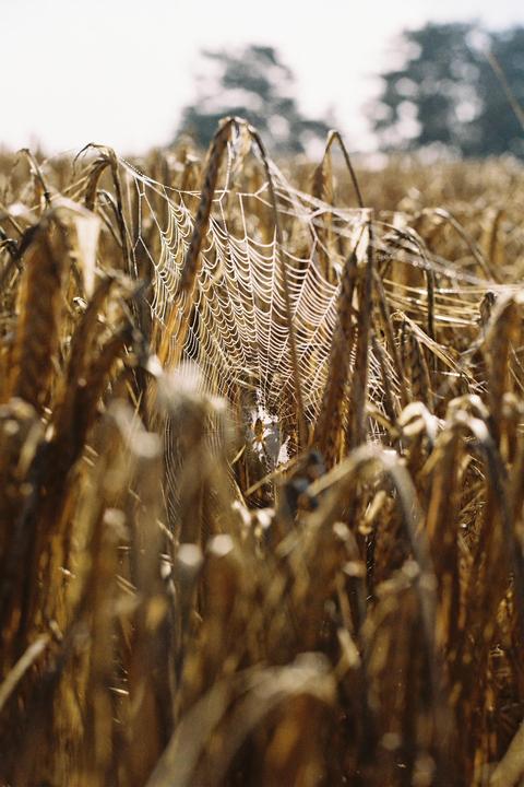 A spider web covered in dew drops is visible among dry stalks in a field.