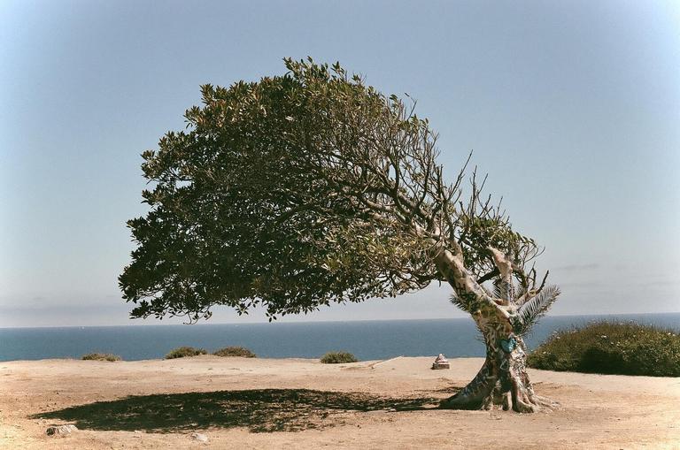 A tree with a thick trunk and green leaves stands on a cliff overlooking the ocean.