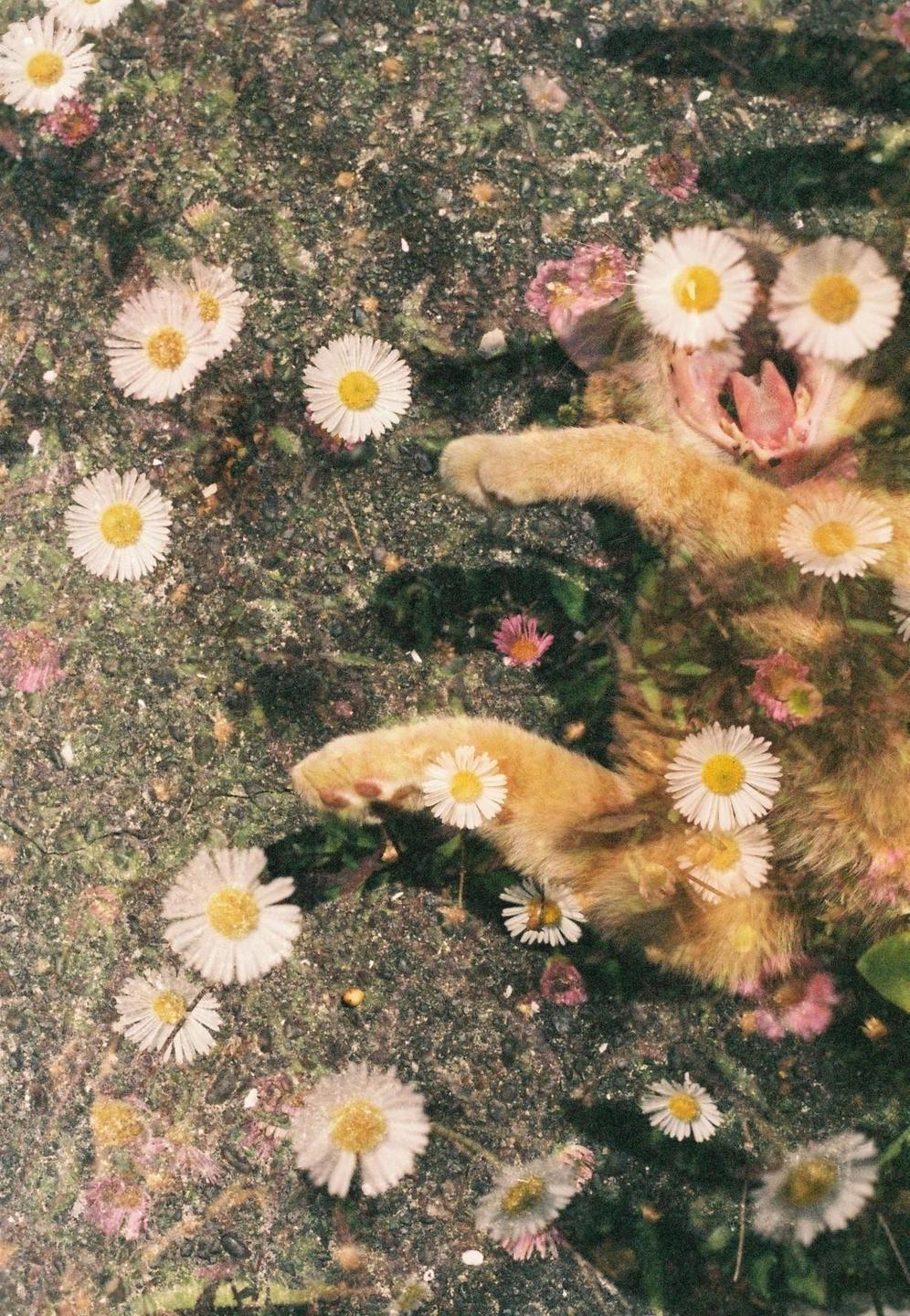 A ginger cat yawns while lying among white and pink flowers on a textured surface.