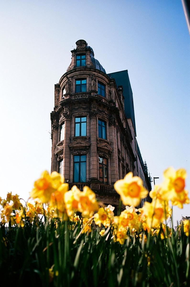 A field of yellow daffodils is in the foreground of a tall, ornate building with blue windows.