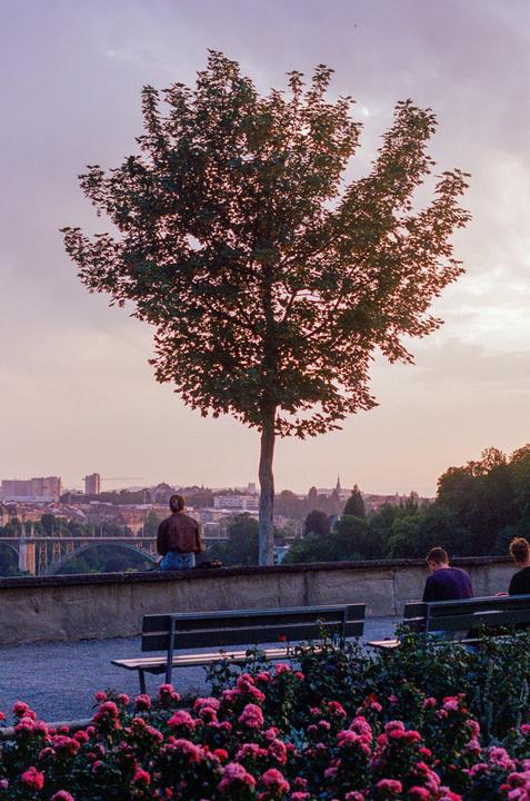 A person sits on a wall overlooking a city with a large tree in the foreground and pink roses in the bottom of the frame.