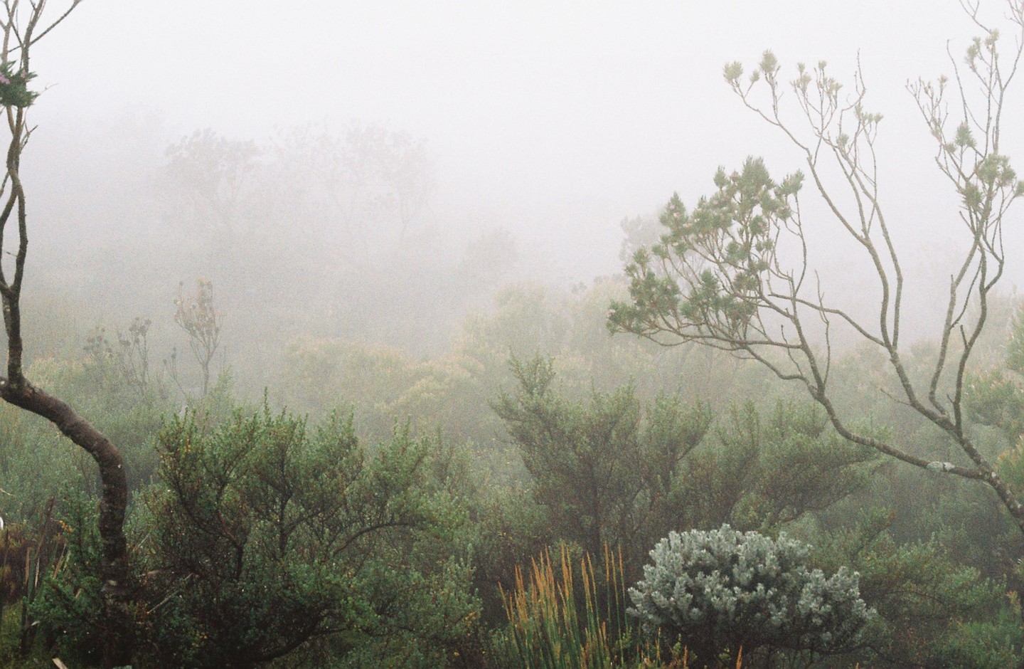 A misty mountain landscape shows various trees and shrubs shrouded in fog.