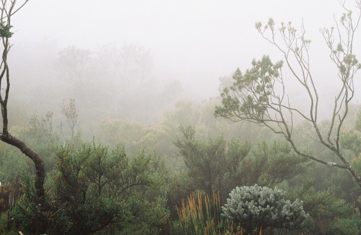 A misty mountain landscape shows various trees and shrubs shrouded in fog.