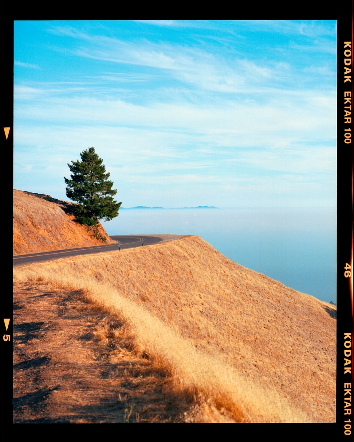 A single pine tree stands on a golden grassy hillside next to a winding road overlooking a hazy ocean with distant mountains.