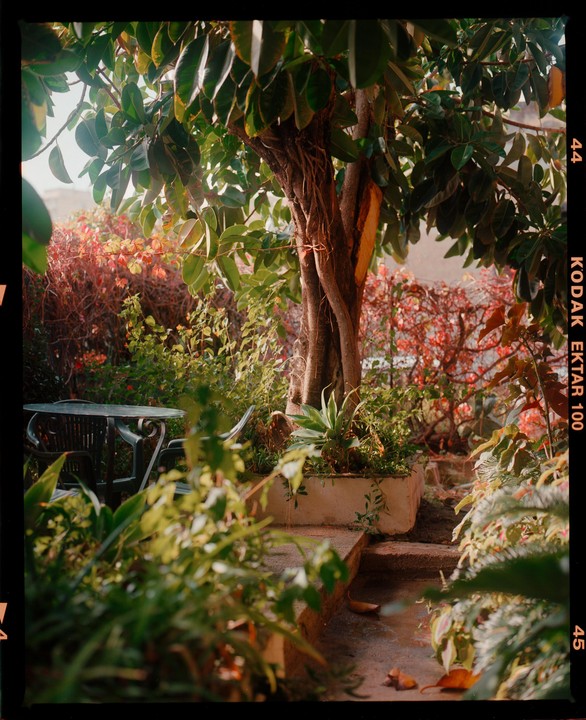 A lush garden with a tree in the center, surrounded by various plants and a small table with chairs.