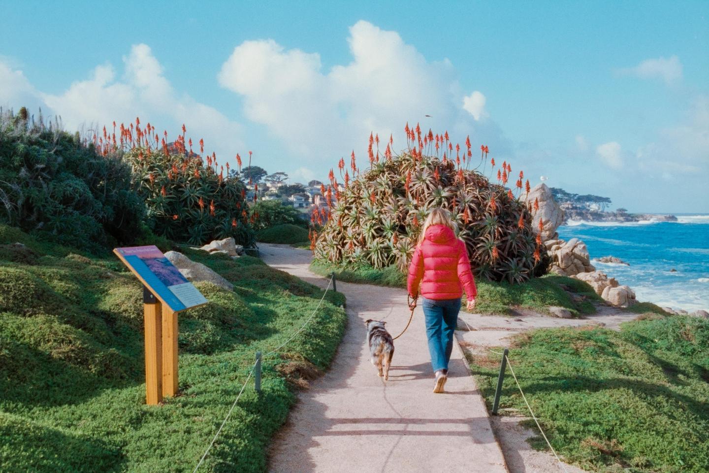 A woman in a red jacket walks her dog along a coastal path lined with flowering aloe plants.