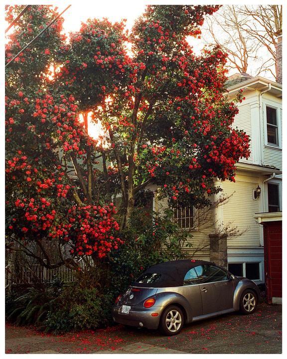 A gray convertible car is parked next to a house and a large tree with red blossoms.