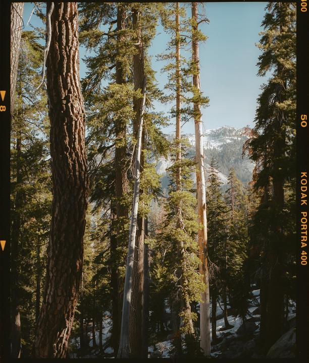 Tall pine trees stand in a forest with a snow-covered mountain in the distance.