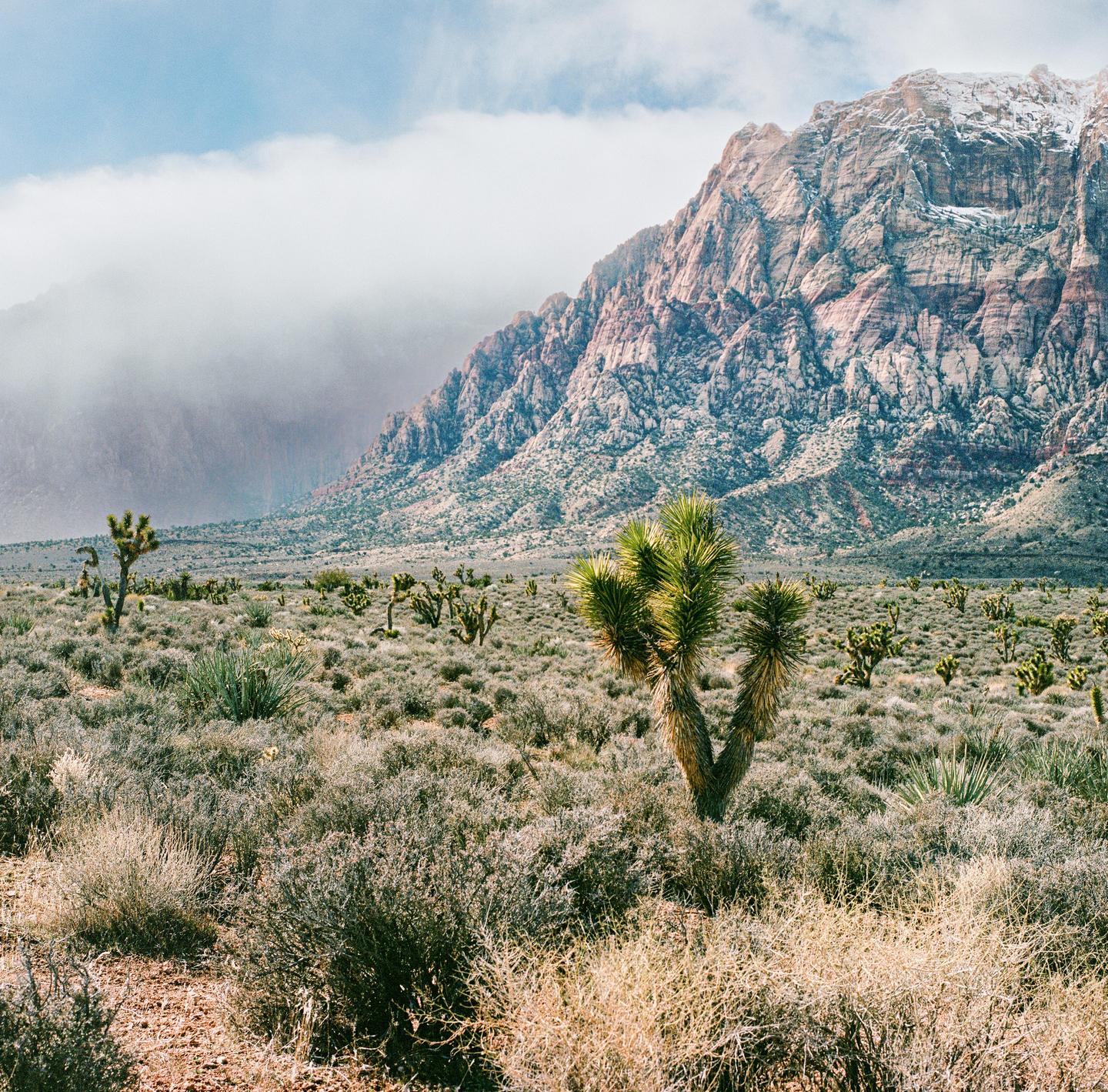 A desert landscape features Joshua trees and other desert plants with a large mountain range in the background.