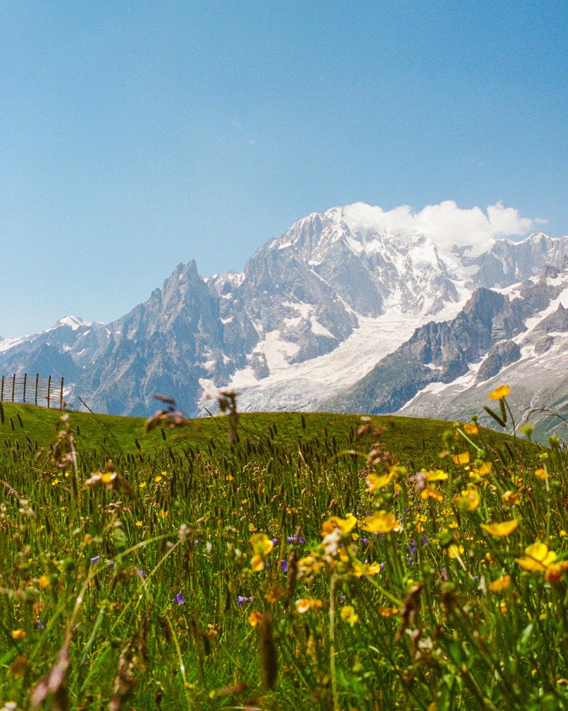 A field of wildflowers and tall grass sits in front of a snow-capped mountain range under a clear sky.
