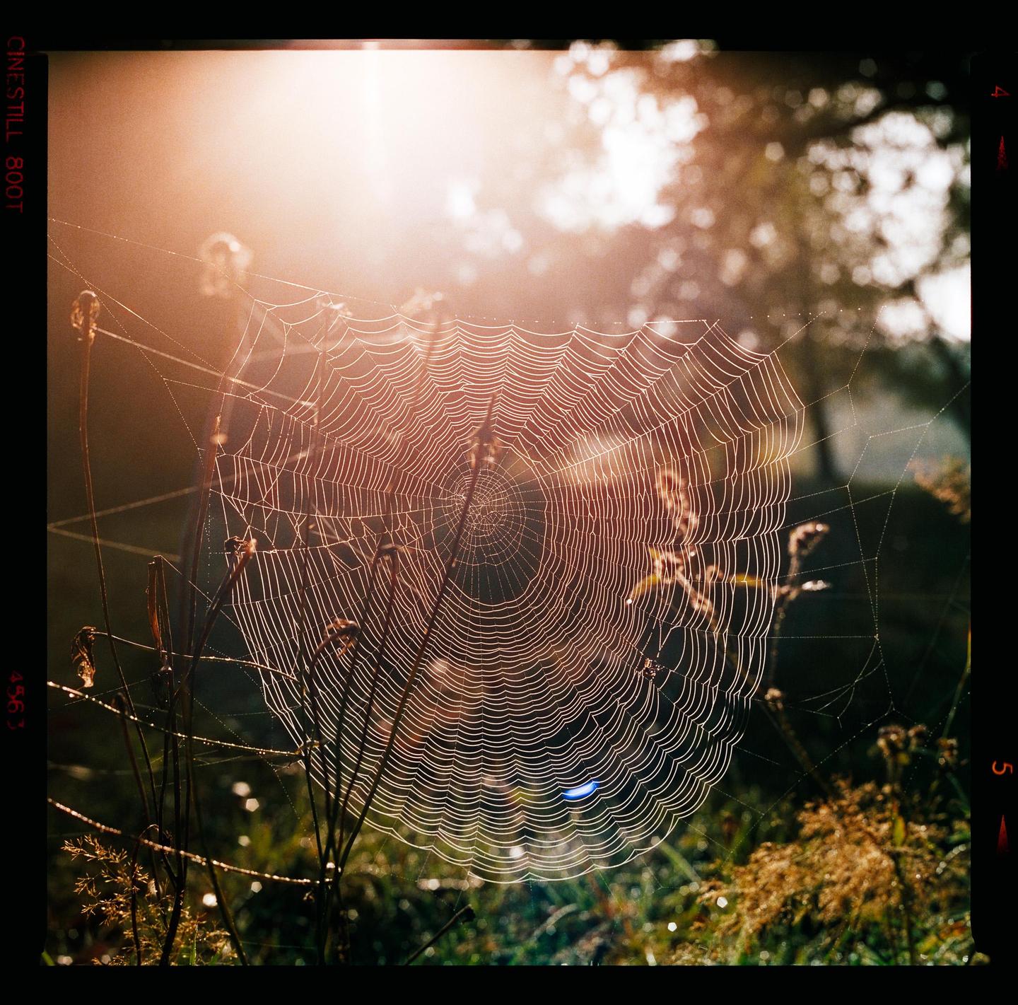 A spiderweb covered in dew drops is illuminated by the morning sun.