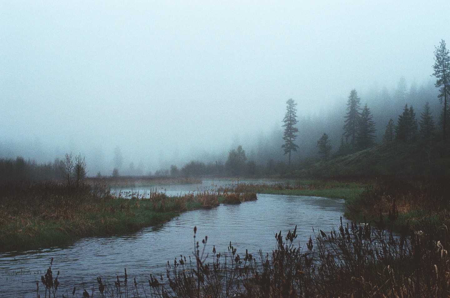 A river winds through a marshy landscape with trees shrouded in fog.