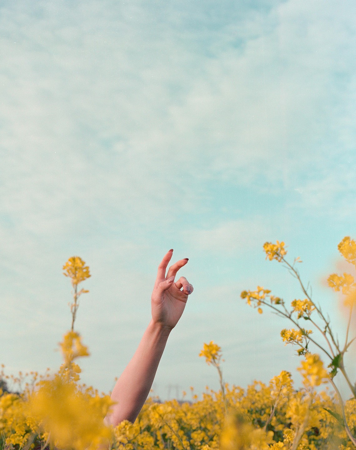 A woman's arm reaches up from a field of yellow flowers towards a cloudy sky.