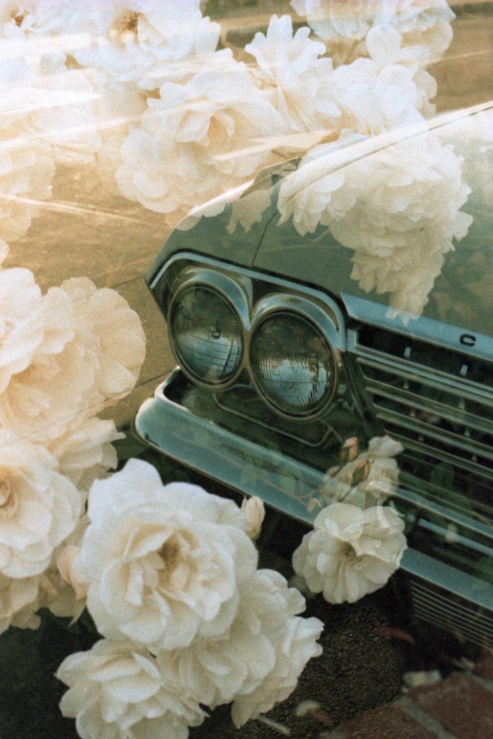 White roses are superimposed over the front of a vintage car.