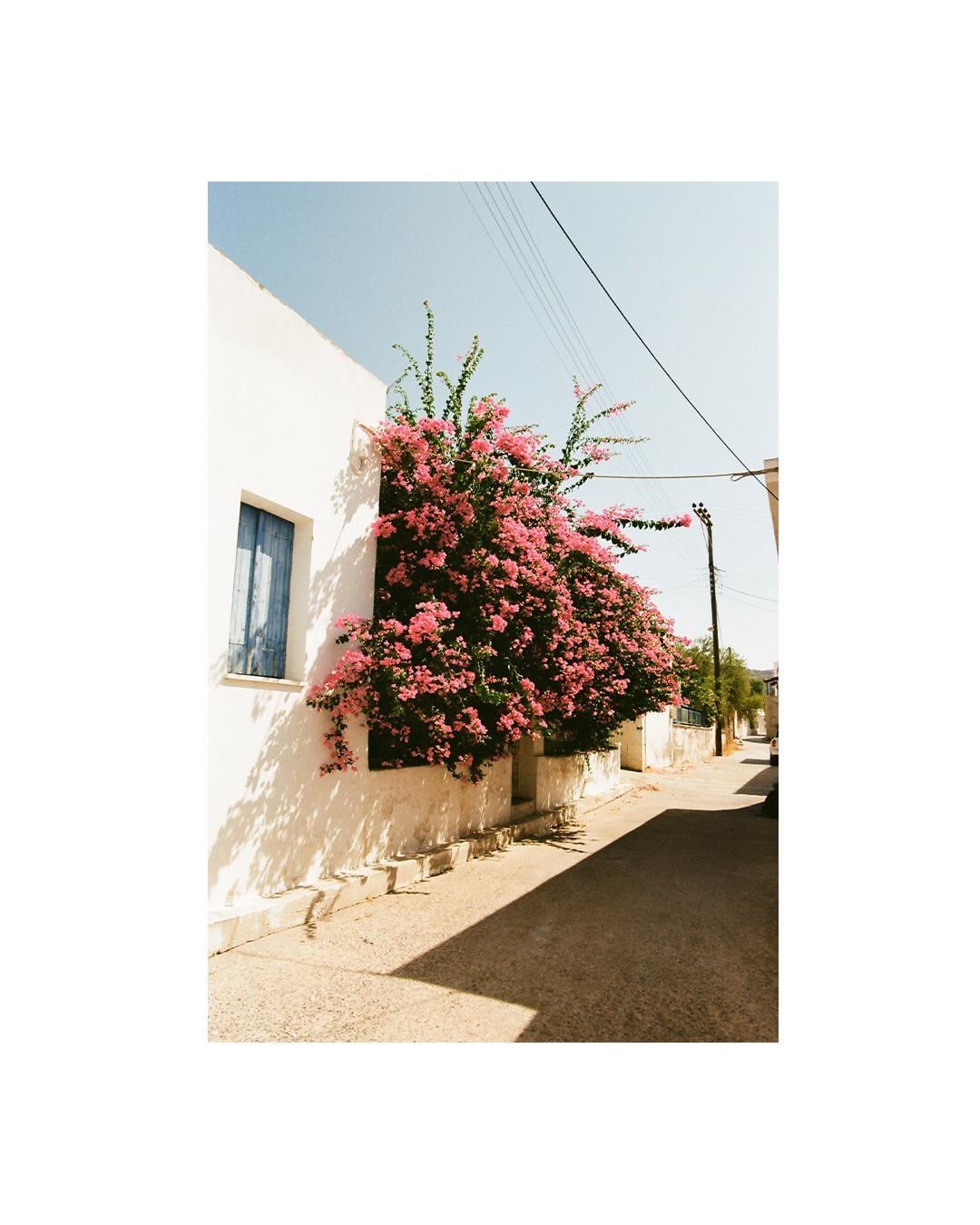 A white building with a blue shuttered window is covered in pink bougainvillea next to a sunlit street.