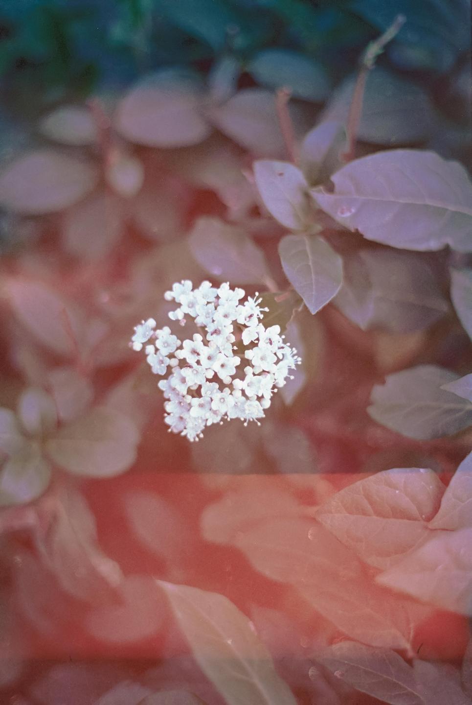 A cluster of small white flowers is surrounded by out-of-focus leaves with a red light leak across the bottom.