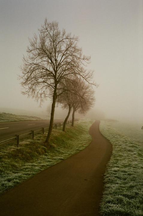 A winding path and a road run parallel to each other, separated by a line of trees, all shrouded in thick fog.