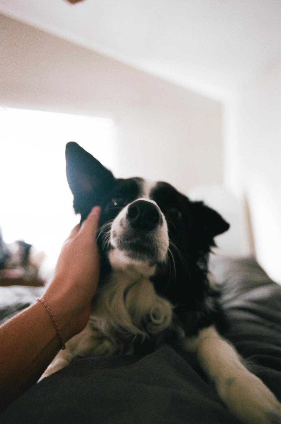A hand pets a border collie lying on a bed.