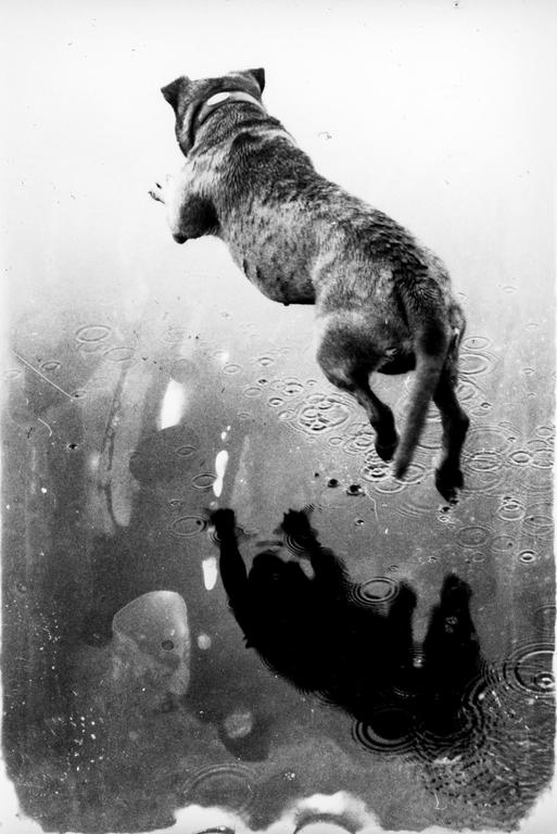 A dog jumps into a puddle, its shadow reflected in the water.