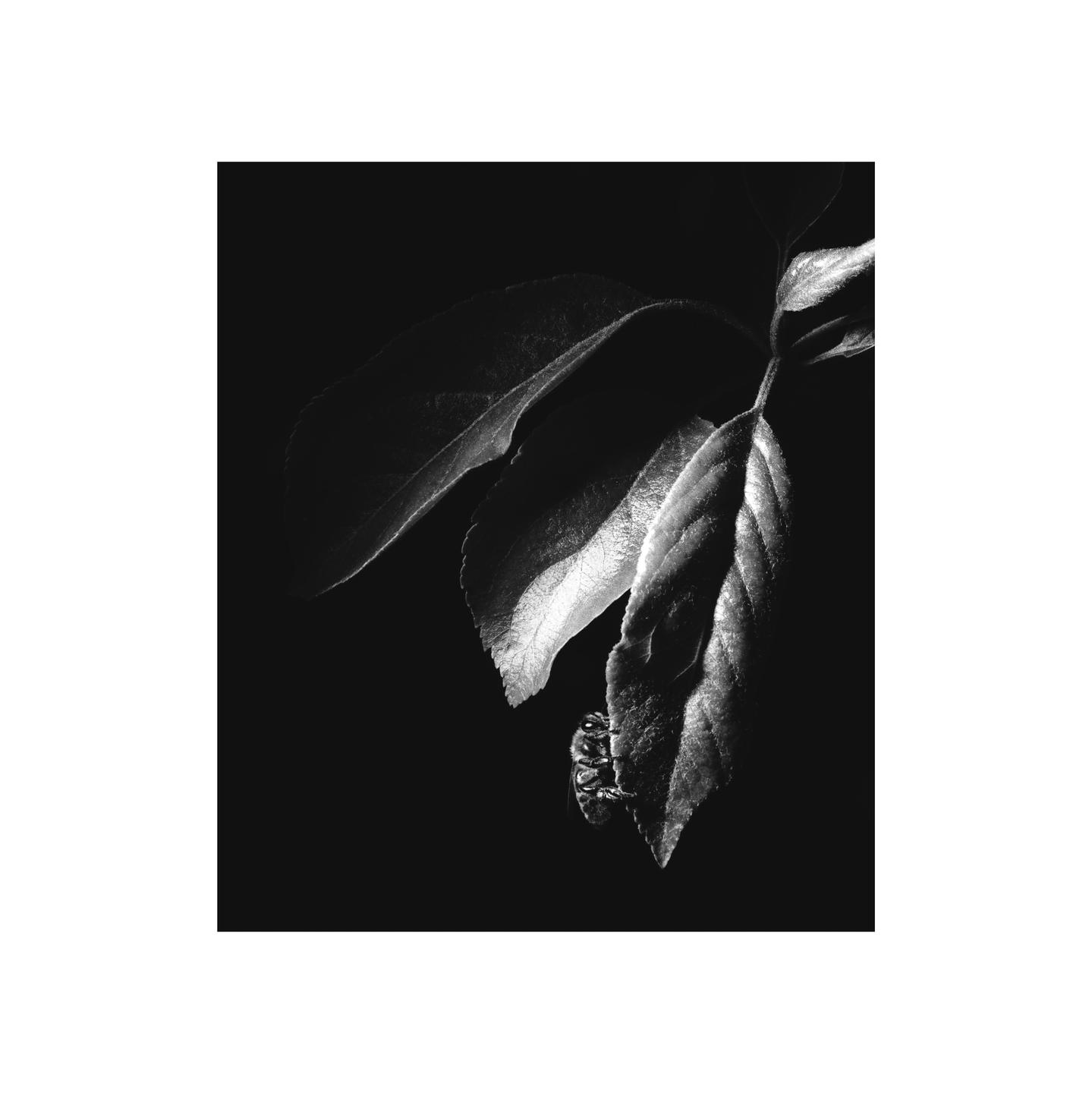 A bee rests on a leaf in a black and white close-up.