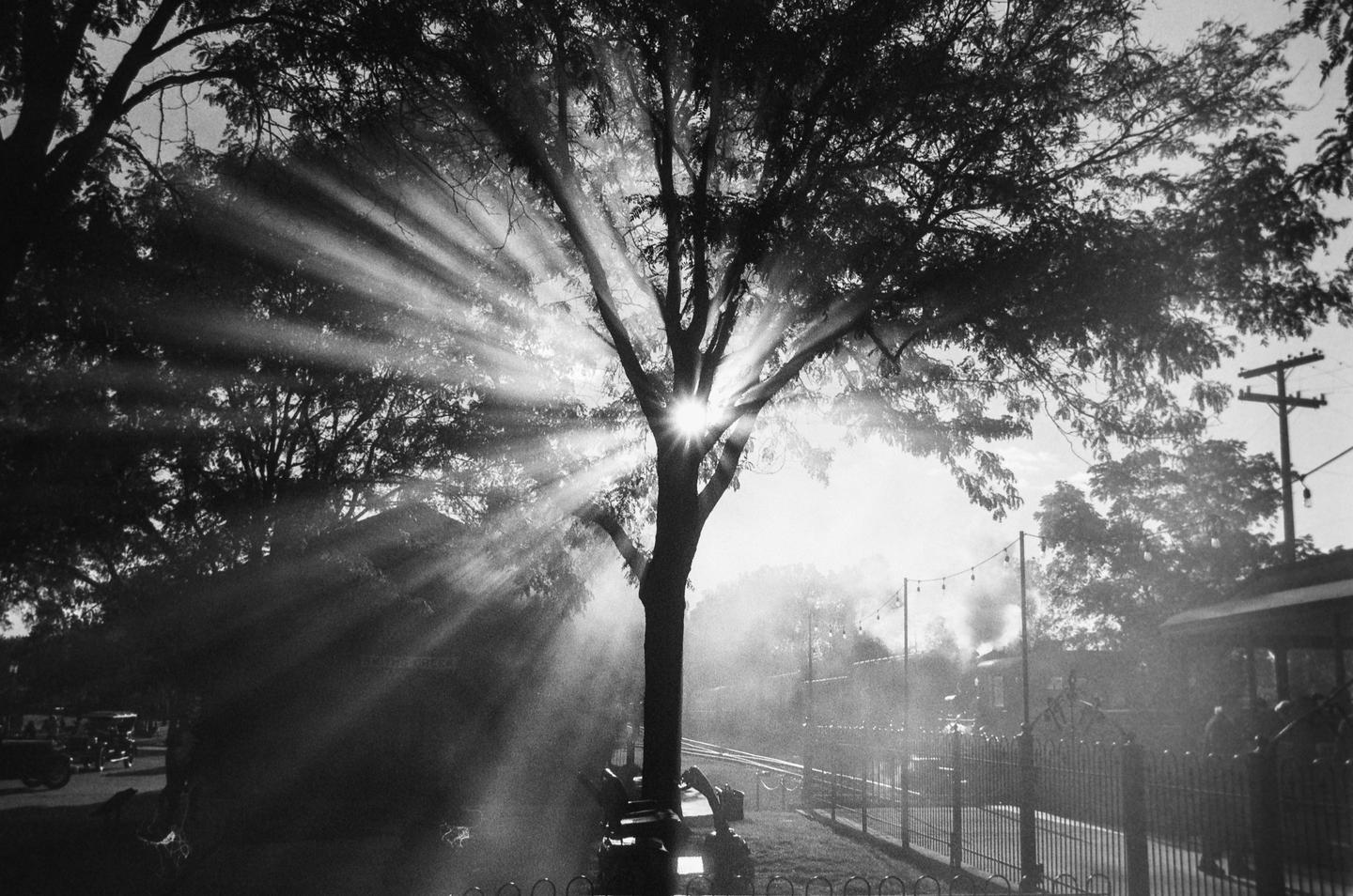 Sunlight streams through the branches of a large tree, illuminating smoke from a train in the background.