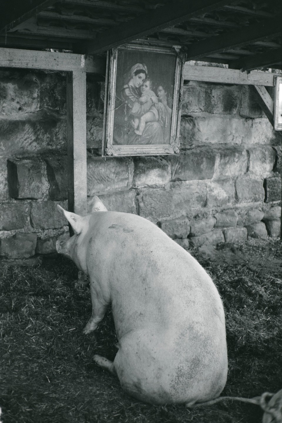 A pig sits on hay in a stone barn beneath a framed painting of a Madonna and child.