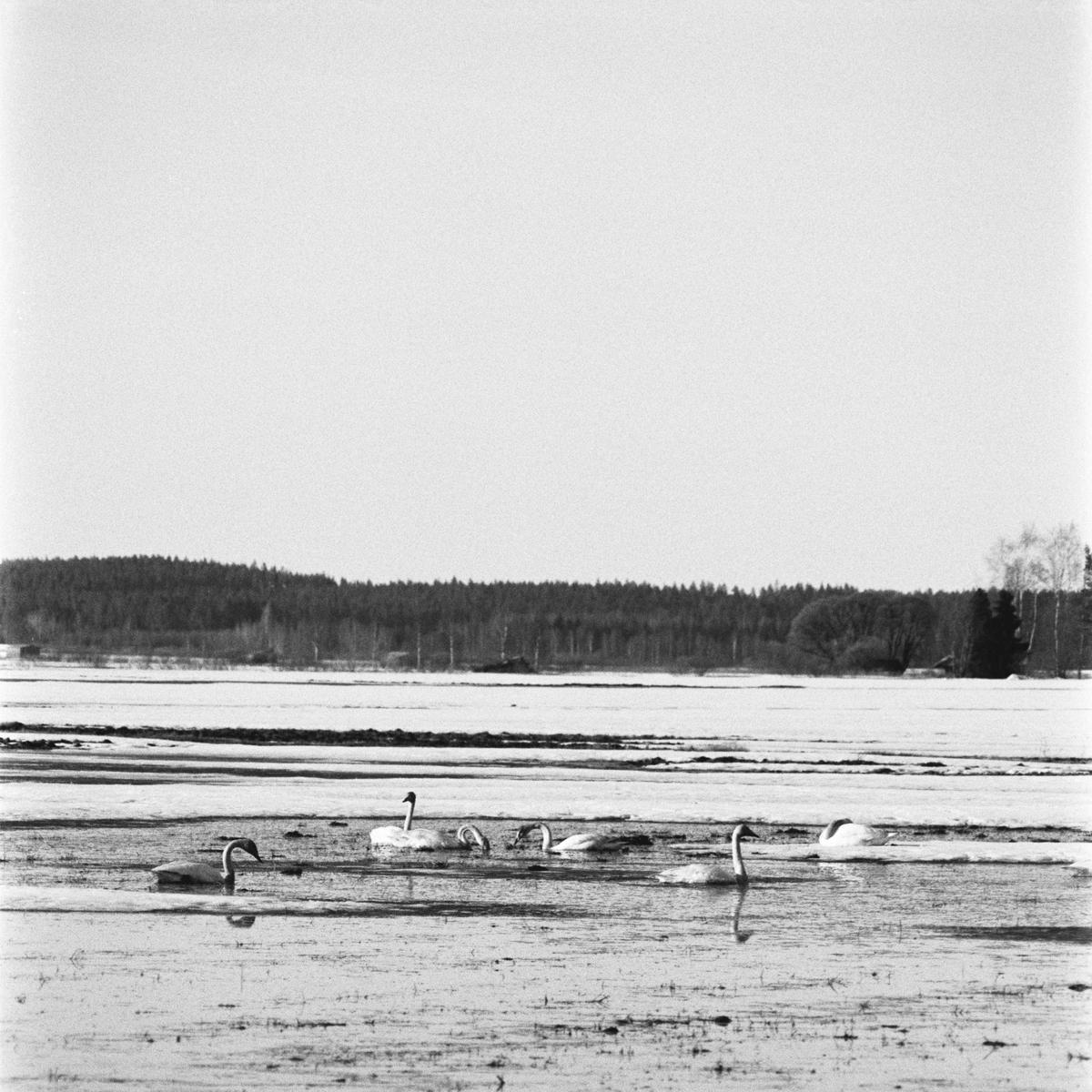 A group of swans swims in a partially frozen body of water with a forest in the background.