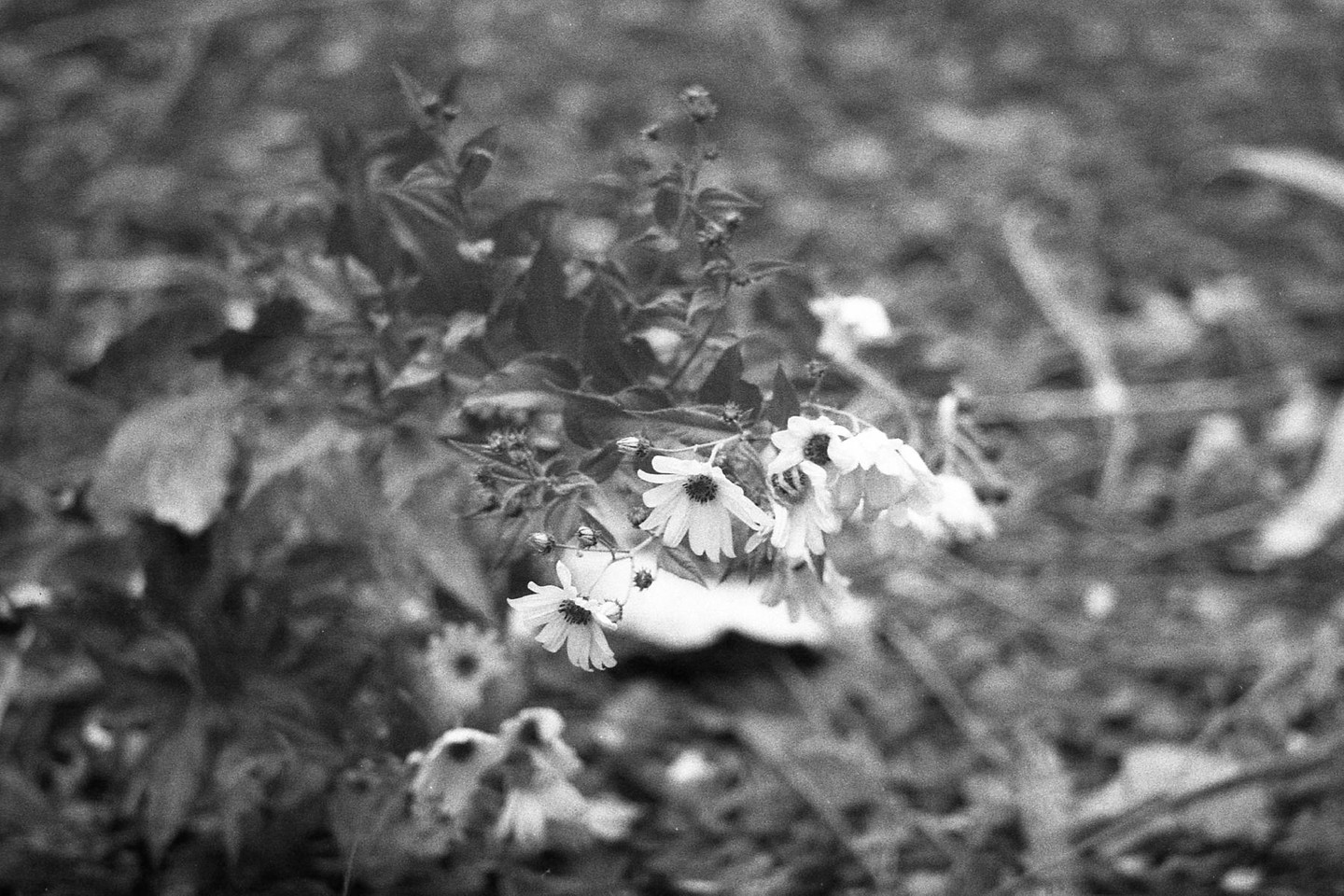 A cluster of small, light-colored flowers with dark centers is visible against a blurred background of foliage.