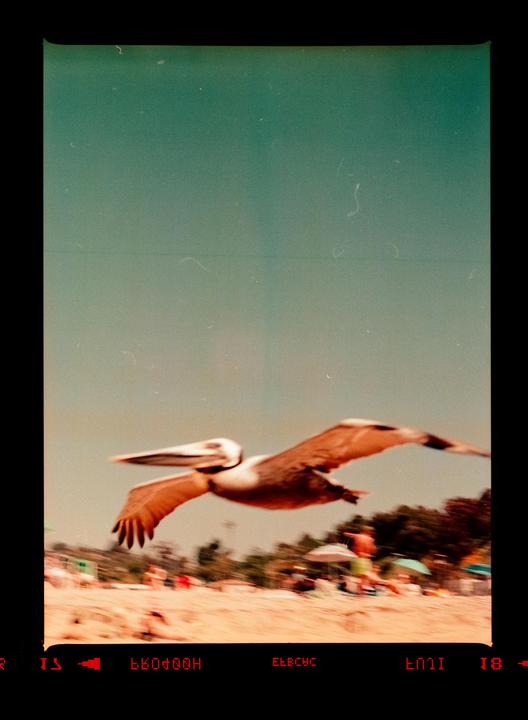 A pelican flies over a blurry beach with people and trees in the background.