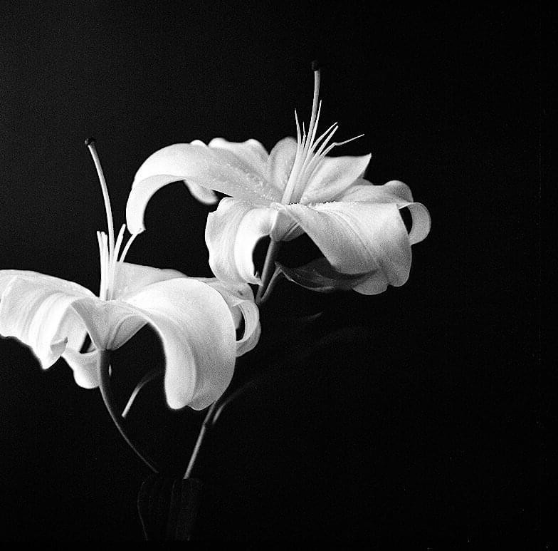 Two white lilies with prominent stamens are set against a dark background.