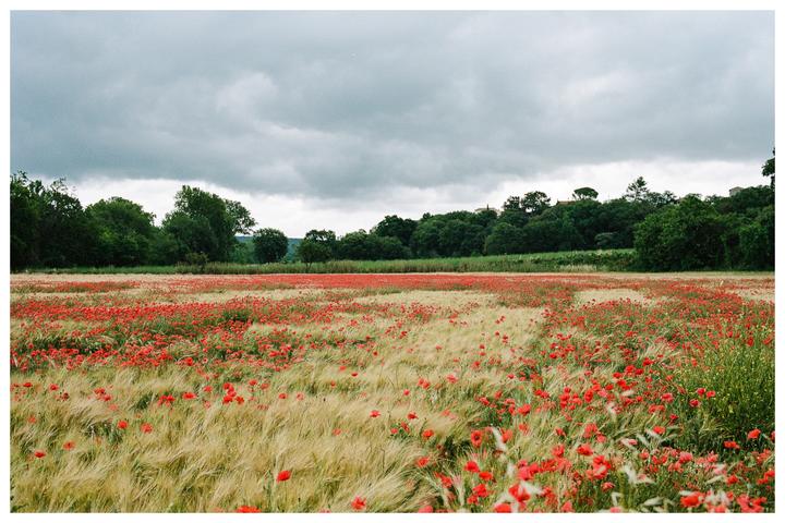 A field of red poppies and golden wheat stretches towards a line of green trees under a cloudy sky.
