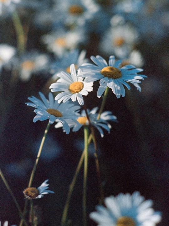 Several white daisies with yellow centers are in focus against a dark, blurred background of more flowers.