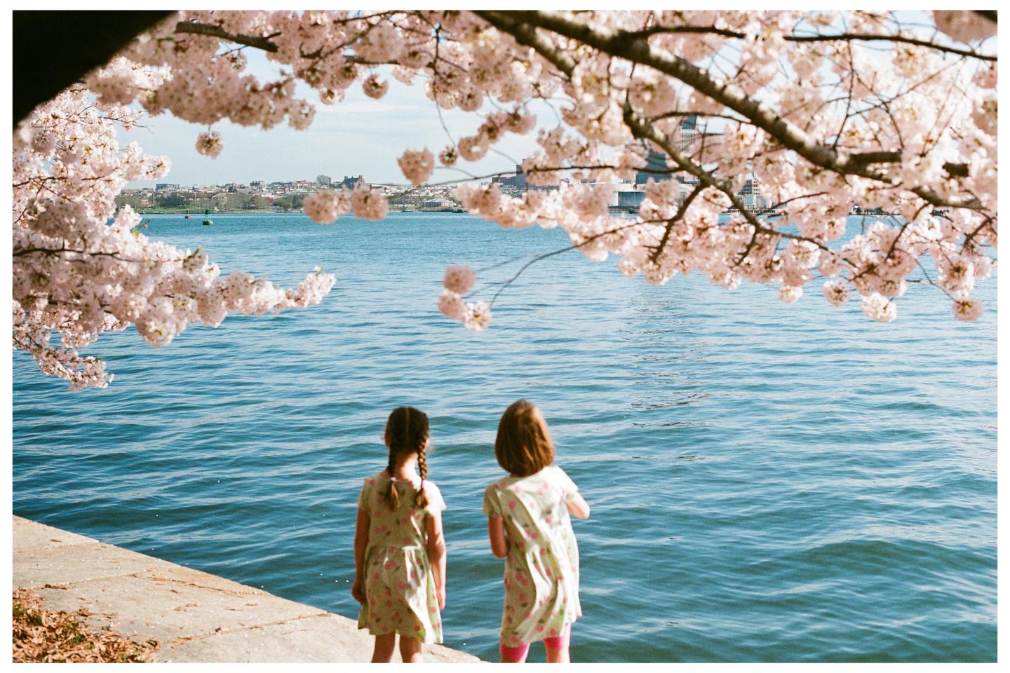 Two girls stand by a body of water framed by cherry blossoms with a city skyline in the distance.