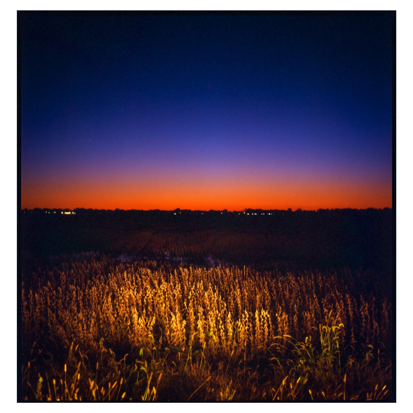 A field of crops is illuminated by a warm light under a vibrant sunset sky.