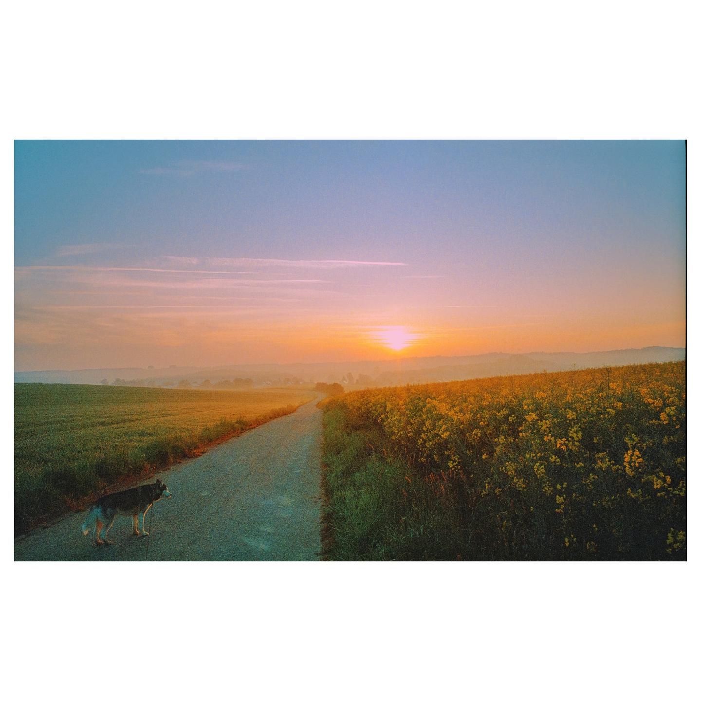 A dog stands on a road between a green field and a field of yellow flowers at sunrise.